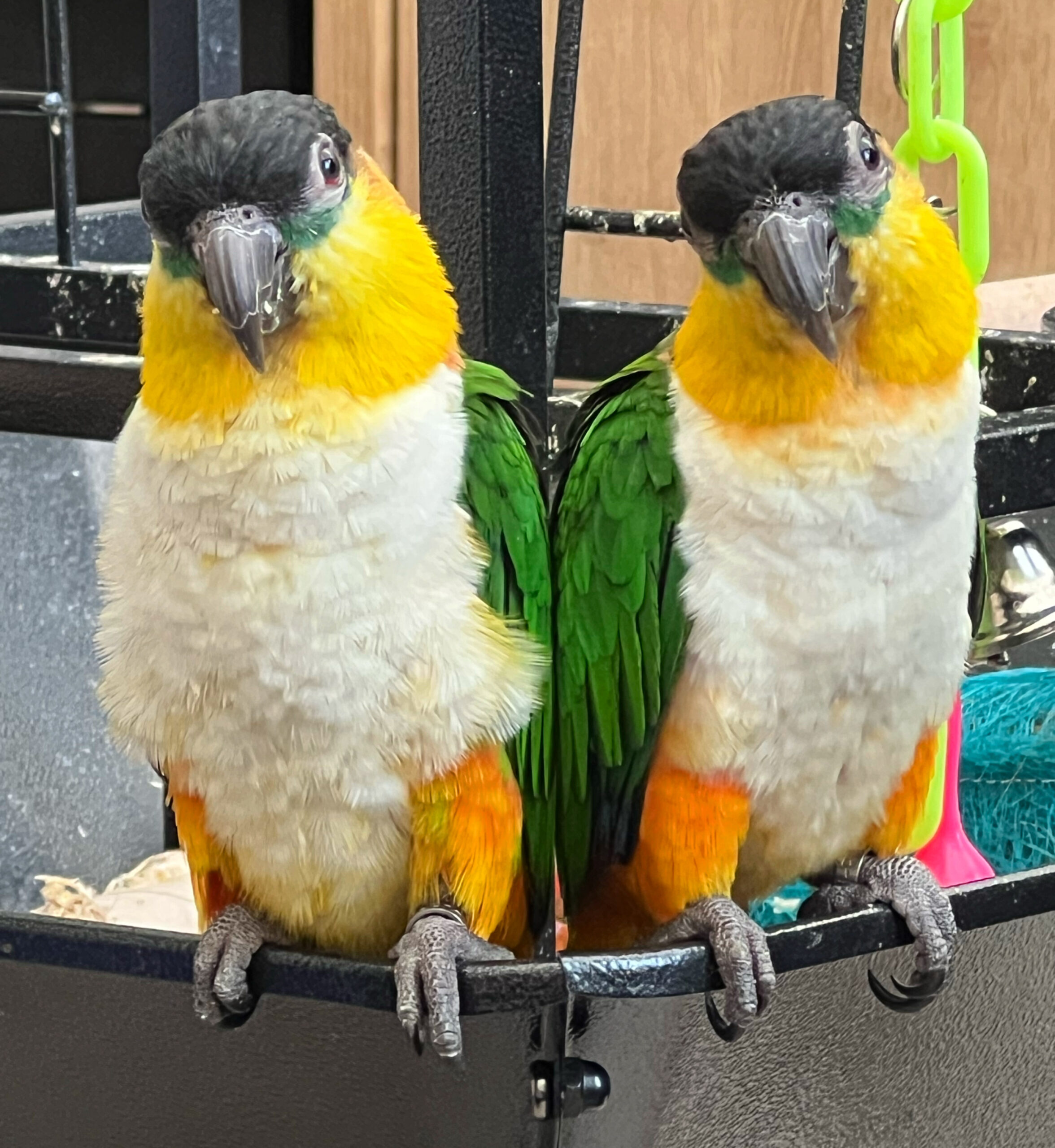 A pair of black-headed caique parrots sitting next to each other.