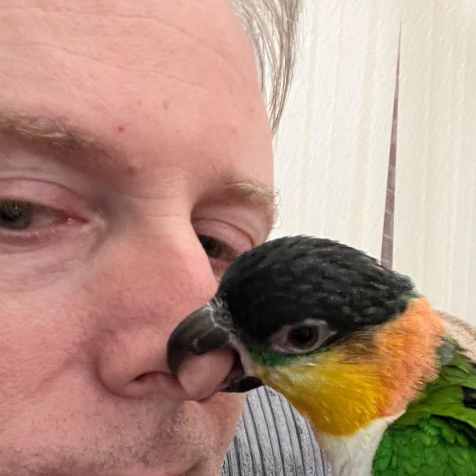 My black-headed caique parrot playfully biting my nose!